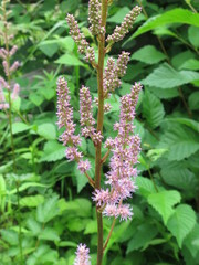 Astilbe chinensis