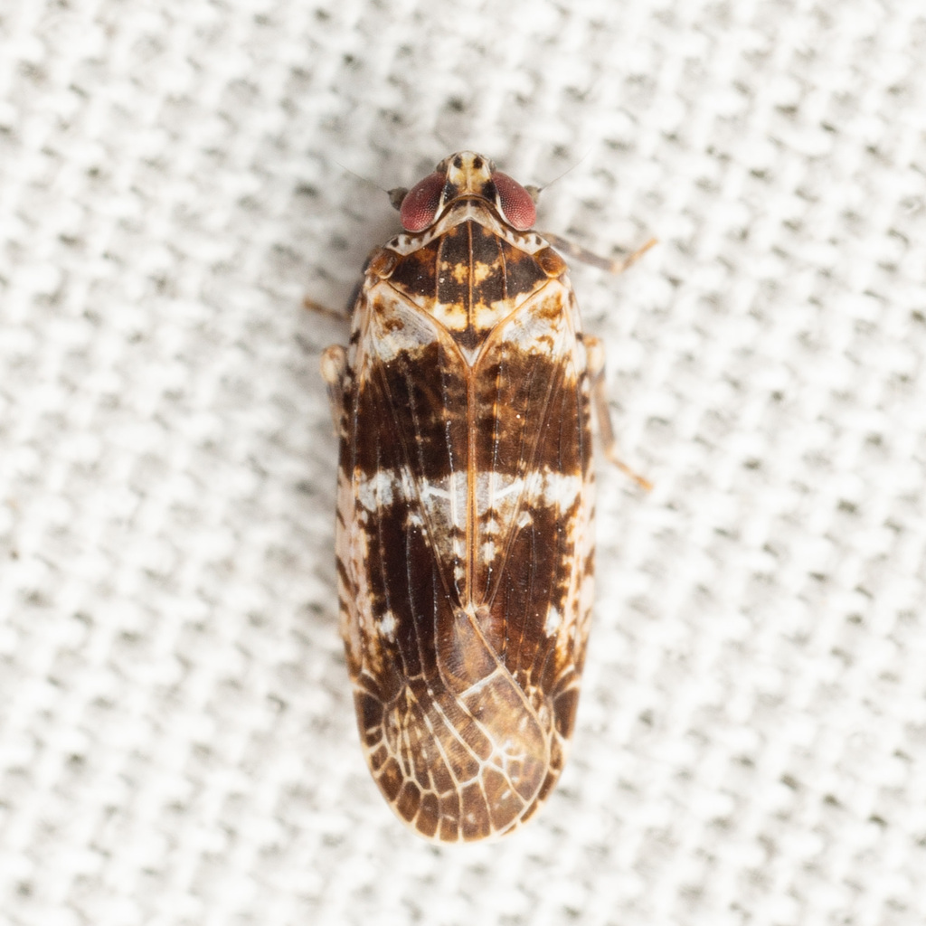 Catonia texana