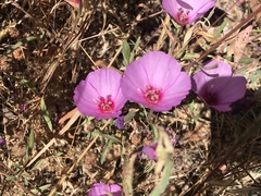 Clarkia rubicunda