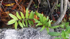 Acrostichum danaeifolium