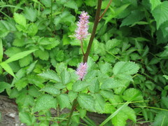 Astilbe chinensis