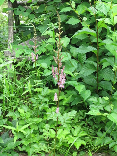 Image of Astilbe chinensis by (c) Repina Tatyana, some rights reserved (CC BY)
