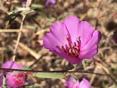 Clarkia rubicunda