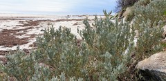 Atriplex cinerea