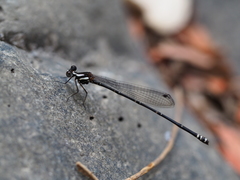 Nososticta impercepta