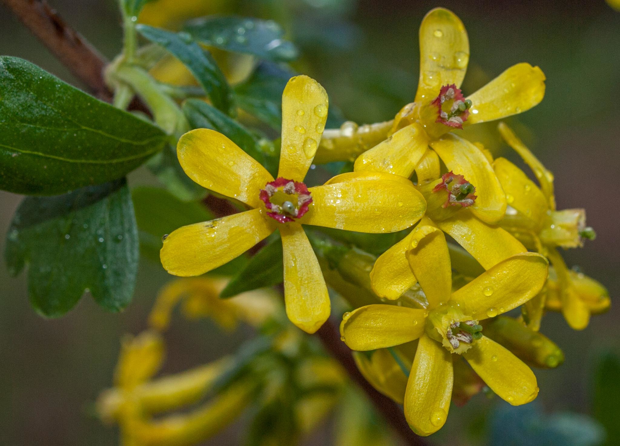 Grossulariaceae