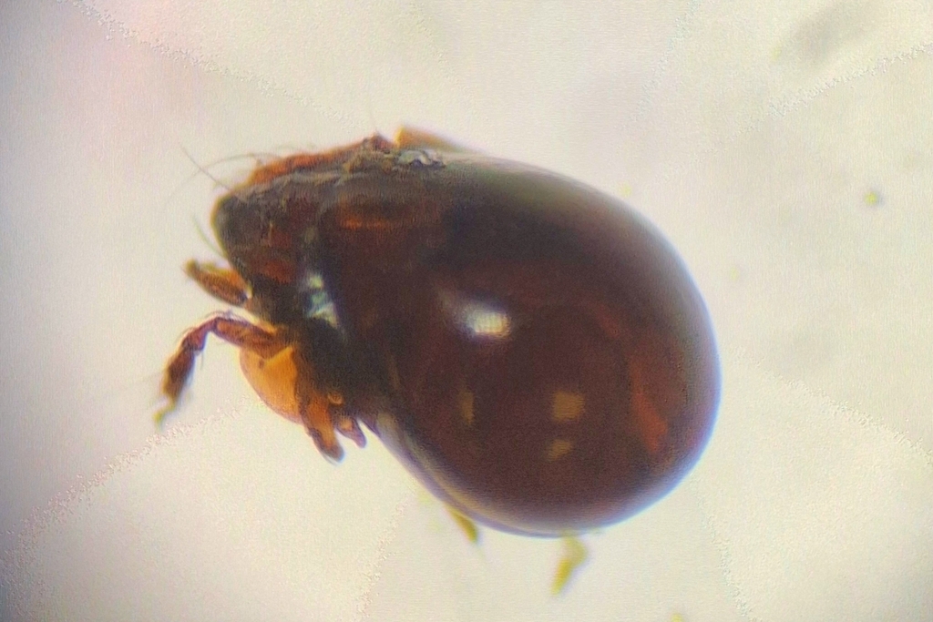Punctoribatidae