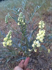 Astragalus douglasii parishii