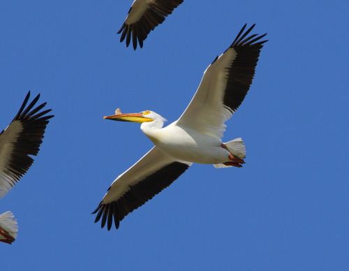 American White Pelican photographed in Ohio