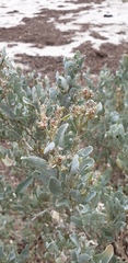 Atriplex cinerea