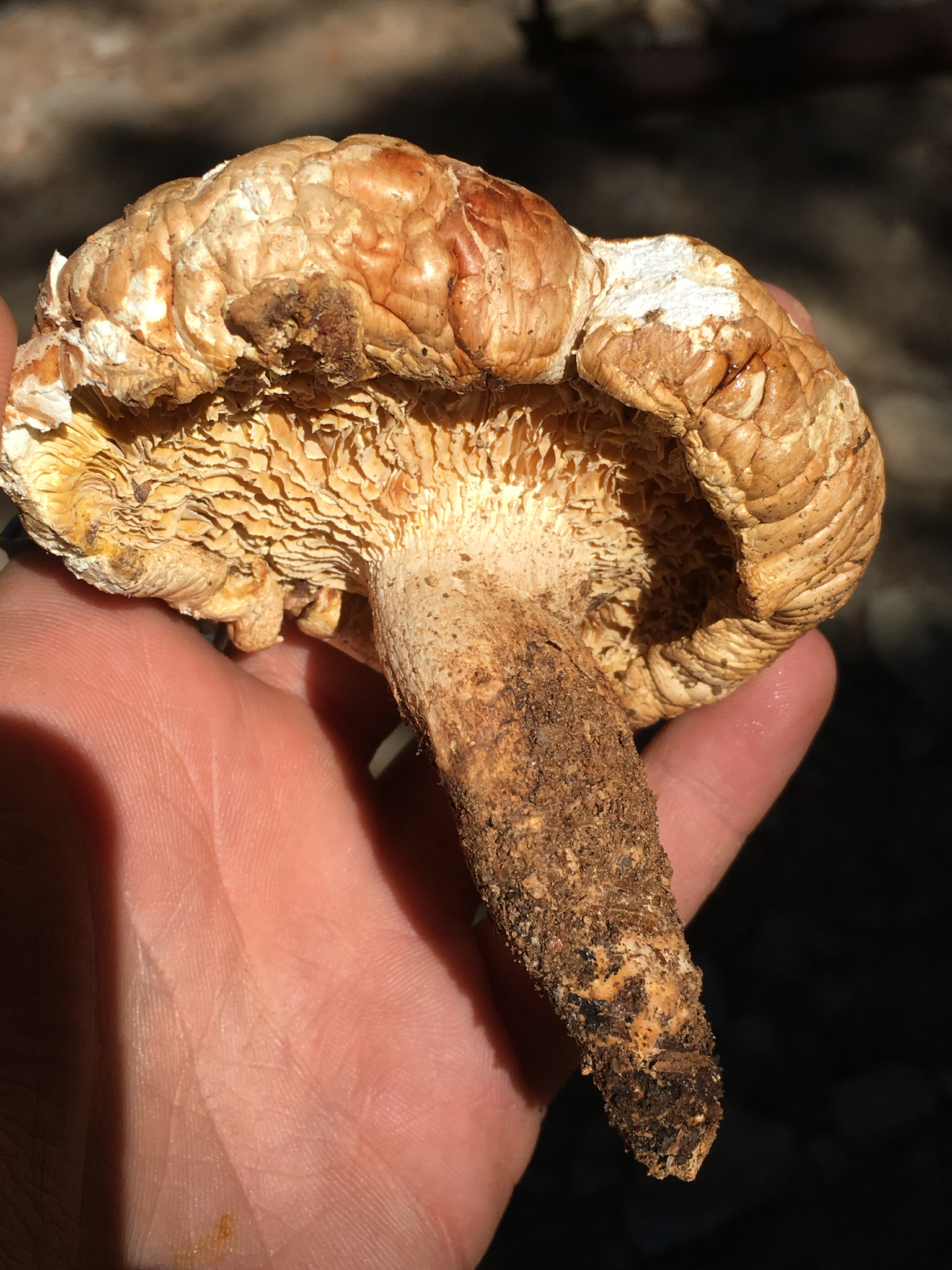 Neolentinus ponderosus image
