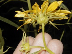 Helianthus californicus