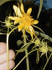 Helianthus californicus