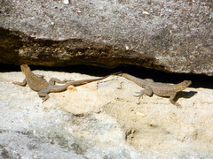 Oplurus quadrimaculatus