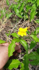 Adenocalymma inundatum