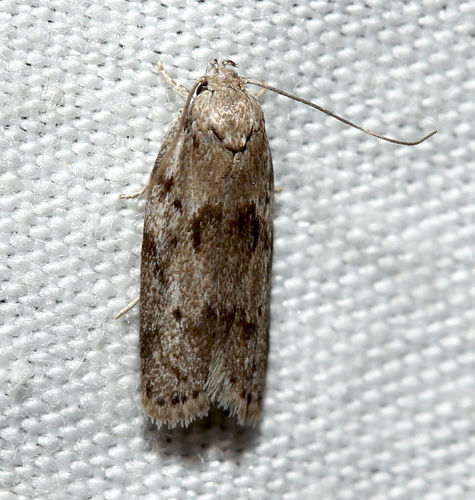 Dotted Antaeotricha Moth photo 5