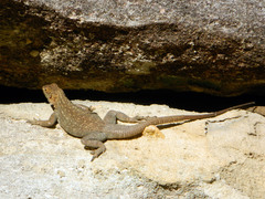 Oplurus quadrimaculatus