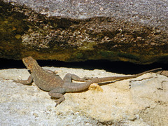 Oplurus quadrimaculatus
