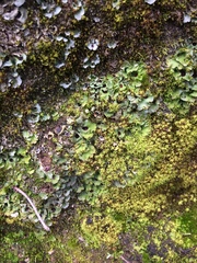 Solorina crocea