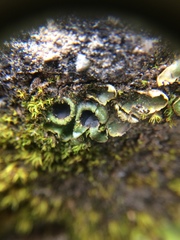 Solorina crocea