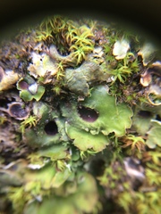 Solorina crocea