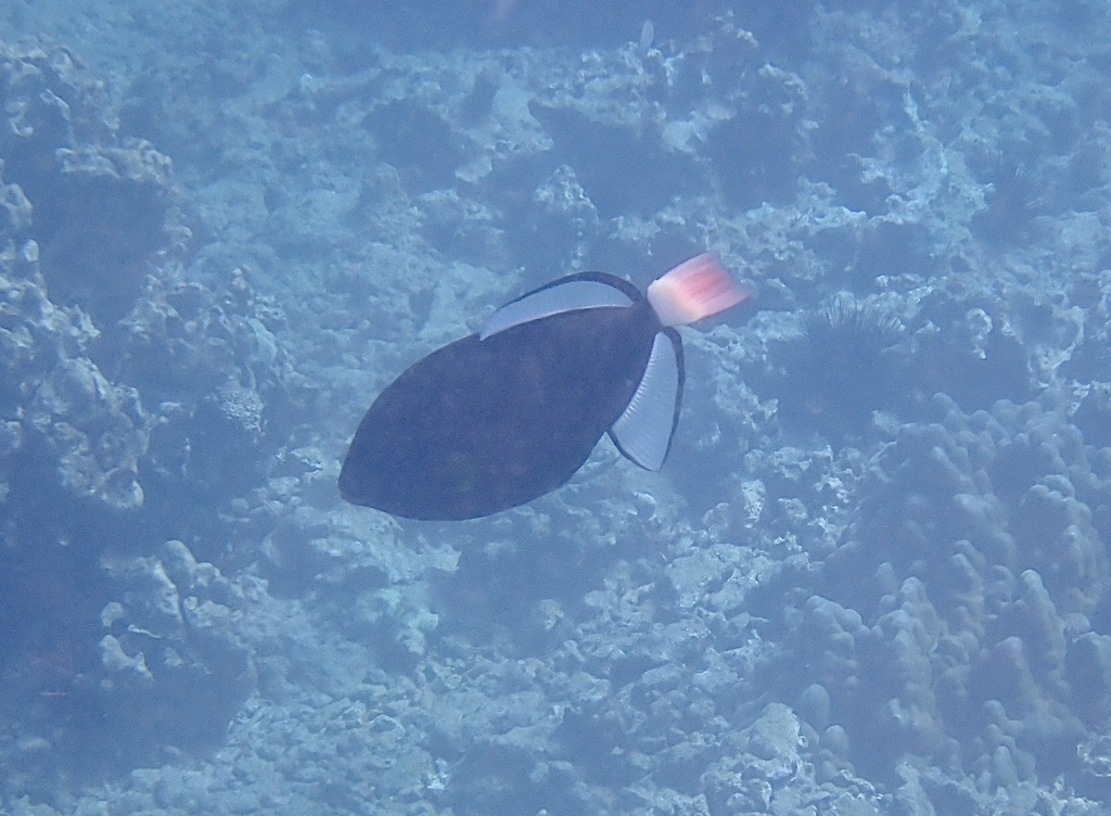 Leatherjacket (Melichthys vidua) — Balistidae