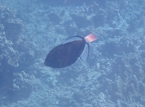 Leatherjacket (Melichthys vidua) — Balistidae