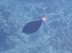 Pinktail Triggerfish