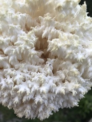 Hericium americanum