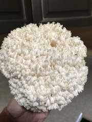 Hericium americanum