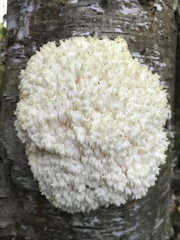Hericium americanum