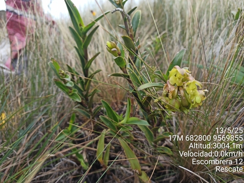 Epidendrum jaramilloi Hágsater & Dodson, 1993