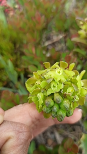 Epidendrum jaramilloi Hágsater & Dodson, 1993 2