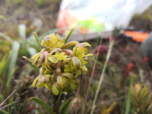 Epidendrum jaramilloi Hágsater & Dodson, 1993 3