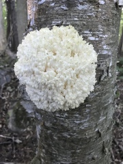 Hericium americanum