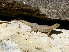 Oplurus quadrimaculatus