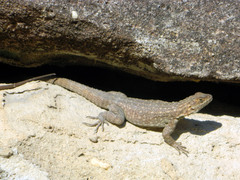 Oplurus quadrimaculatus