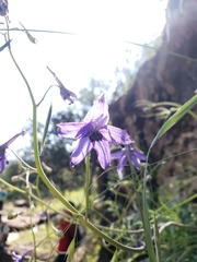 Delphinium tenuisectum