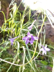 Delphinium tenuisectum