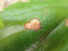 Phyllosticta ampelicida