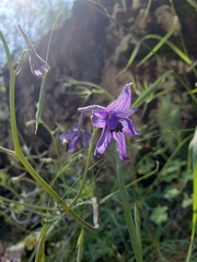 Delphinium tenuisectum