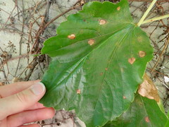 Phyllosticta ampelicida