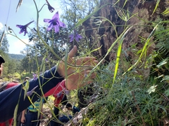 Delphinium tenuisectum