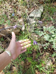 Delphinium tenuisectum