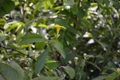 Tabernaemontana glabra