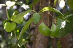 Tabernaemontana glabra
