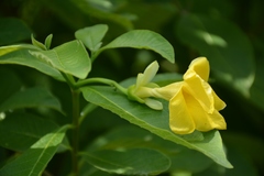 Tabernaemontana glabra
