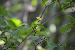 Tabernaemontana hannae