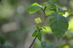 Tabernaemontana hannae