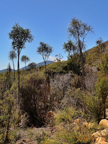 Pseudopanax crassifolius